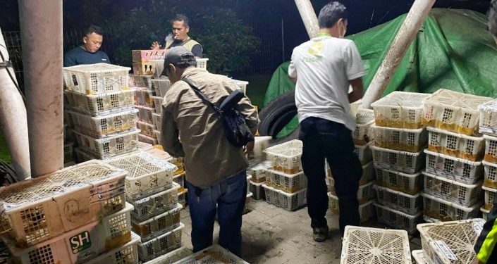 Tim Gabungan Gagalkan Penyeludupan 4.354 Burung Ilegal di Tol Lampung