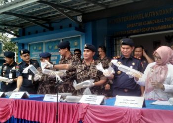 KKP Gagalkan Penyeludupan Benih Lobster di Lampung Senilai 7,8 Miliar