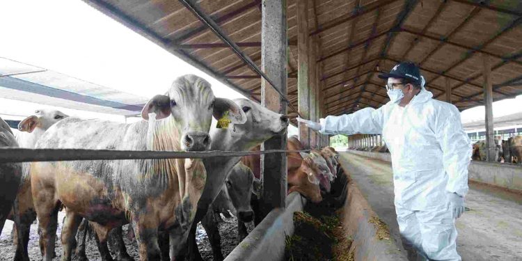 Perkuat Ketahanan Pangan,  Pj. Gubernur Samsudin Tinjau Vaksinasi Massal PMK di Lampung Tengah