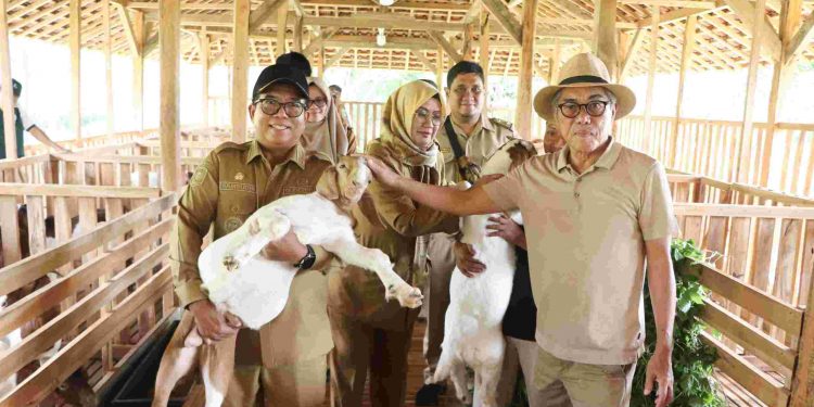 Pj. Gubernur Lampung Tinjau Potensi Kambing Boer untuk Tingkatkan Produktivitas Peternakan