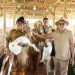 Pj. Gubernur Lampung Tinjau Potensi Kambing Boer untuk Tingkatkan Produktivitas Peternakan