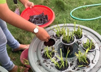 Mahasiswa KKN Unila Latih Warga Desa Rantau Jaya Baru 2 Budidaya Ikan Dalam Ember