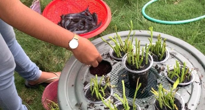 Mahasiswa KKN Unila Latih Warga Desa Rantau Jaya Baru 2 Budidaya Ikan Dalam Ember