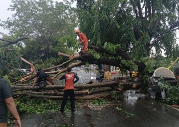 Pemkot Bandar Lampung Terjunkan Tim Reaksi Cepat Atasi Pohon Tumbang