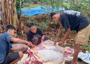 Jelang Idhul Fitri 1446 H, PWI Pesawaran Potong Sapi dan Bagikan Paket Parcel