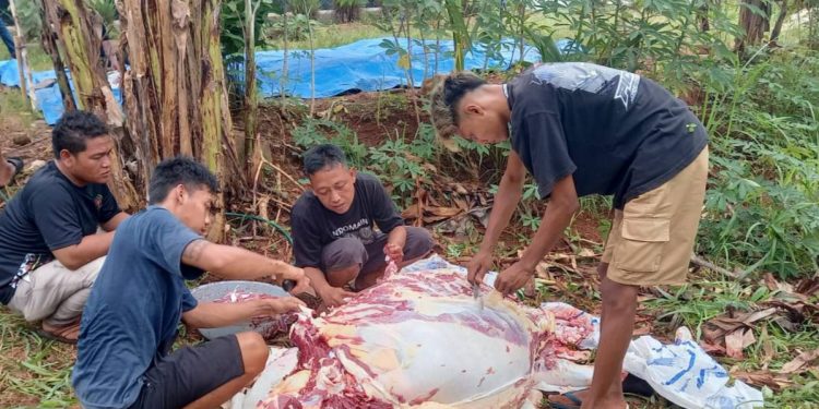 Jelang Idhul Fitri 1446 H, PWI Pesawaran Potong Sapi dan Bagikan Paket Parcel