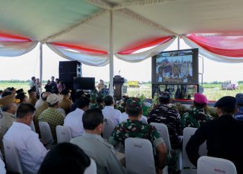 Tahun 2025, Pemprov Lampung Proyeksi Lonjakan Produksi Padi Tembus 3.5 Juta Ton