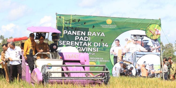 Petani Lampung Sambut Gembira Panen Raya, Pemerintah Pastikan Harga Gabah Menguntungkan