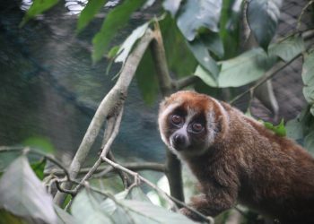 Kukang, Primata Eksotis Sahabat Petani Air Naningan