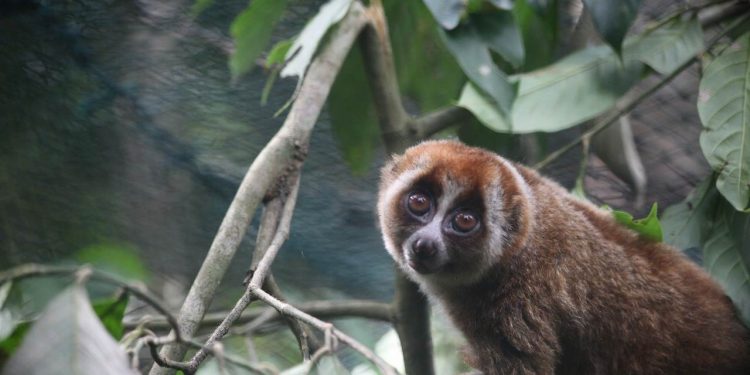 Kukang, Primata Eksotis Sahabat Petani Air Naningan