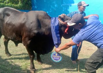 Eva Dwiana Serahkan 93 Hewan Kurban untuk Warga Bandar Lampung