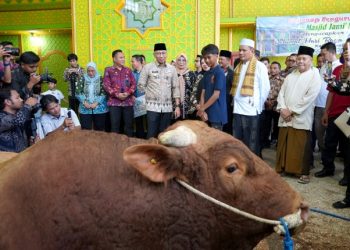 Gubernur Lampung Serahkan Sapi Kurban Presiden RI di Masjid Jami Nurussa’adah
