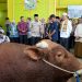 Gubernur Lampung Serahkan Sapi Kurban Presiden RI di Masjid Jami Nurussa’adah