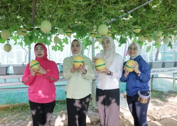 PKK Lampung Panen Raya di Agropark Sabah Balau