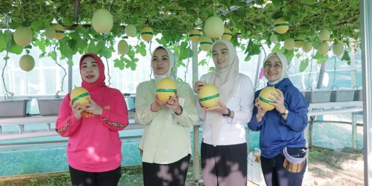 PKK Lampung Panen Raya di Agropark Sabah Balau