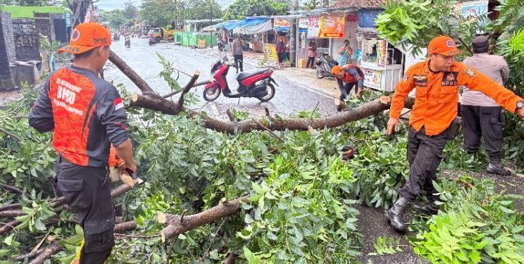 Hujan Deras Robohkan Mahoni di Segala Mider, BPBD Bandar Lampung Bertindak Cepat Evakuasi Jalan