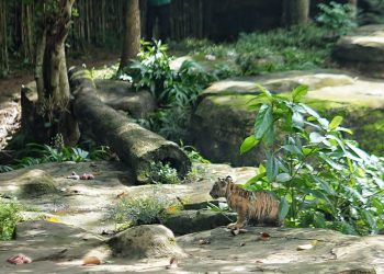Dua Anak Harimau Sumatera Lahir di Lampung, Gubernur Beri Nama