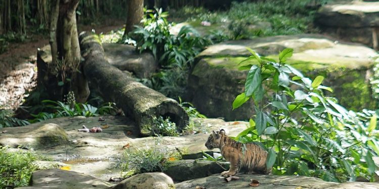 Dua Anak Harimau Sumatera Lahir di Lampung, Gubernur Beri Nama