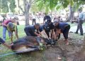 Yayasan Al Kautsar Kurban 4 Sapi dan 6 Kambing
