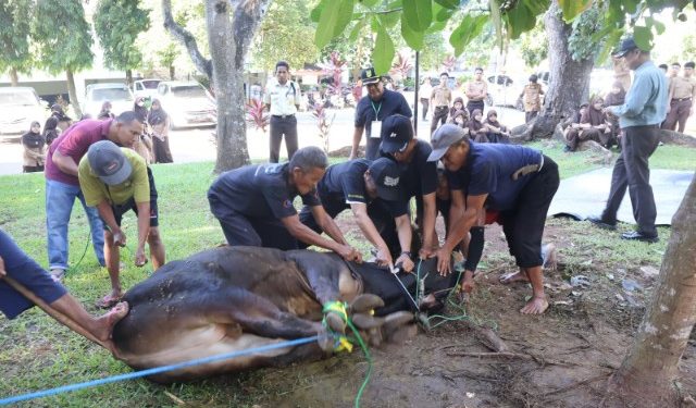 Yayasan Al Kautsar Kurban 4 Sapi dan 6 Kambing