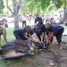 Yayasan Al Kautsar Kurban 4 Sapi dan 6 Kambing
