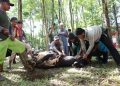 Unila Kurban 41 Sapi dan 13 Kambing, Bagikan 3.446 Kupon Daging