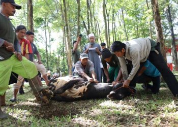 Unila Kurban 41 Sapi dan 13 Kambing, Bagikan 3.446 Kupon Daging