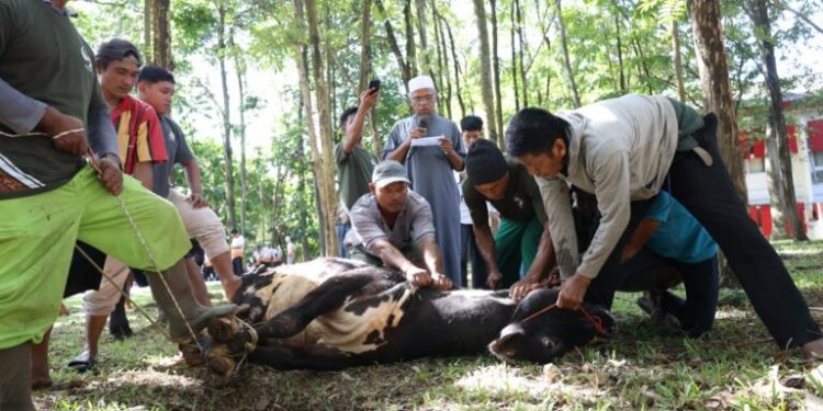Unila Kurban 41 Sapi dan 13 Kambing, Bagikan 3.446 Kupon Daging