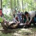 Unila Kurban 41 Sapi dan 13 Kambing, Bagikan 3.446 Kupon Daging