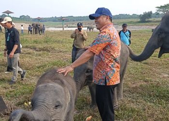 Way Kambas Bersolek, Pemerintah Genjot Konservasi Gajah dan Wisata