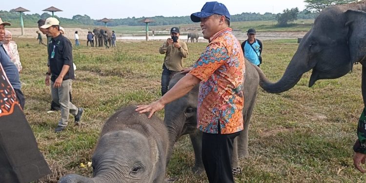 Way Kambas Bersolek, Presiden Genjot Konservasi Gajah dan Wisata