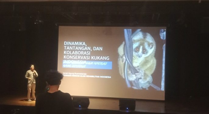 Penyelamatan Kukang dari “Kabel Maut” Telan Biaya Rp1,01 Miliar